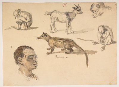 f.65 179 رأس الإنسان والراكون والماعز والقردة ، من ألبوم يضم 372 رسمًا للمناظر الطبيعية والسواحل والأزياء والحياة اليومية التي تم رسمها أثناء سفارة اللورد ماكارتني إلى إمبراطور الصين ، بين عامي 1792 و 1794 (قلم رصاص وألوان مائية على ورق) بواسطة وليام الكسندر