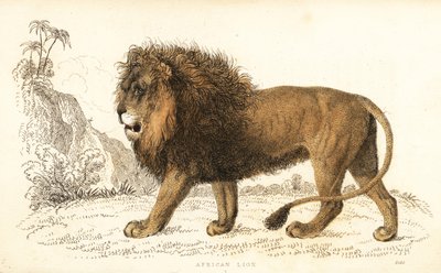 الأسد الأفريقي ، ليو النمر. مُعَرَّض. ، 1834 (نقش) بواسطة وليام الكسندر فوربس
