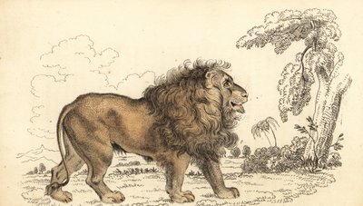 أسد آسيوي ، مهدد بالانقراض ، ليو النمر Panthera leo. ، 1834 (نقش) بواسطة وليام الكسندر فوربس