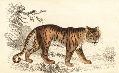 النمر البنغالي ، Panthera tigris tigris. ، 1834 (نقش) بواسطة وليام الكسندر فوربس