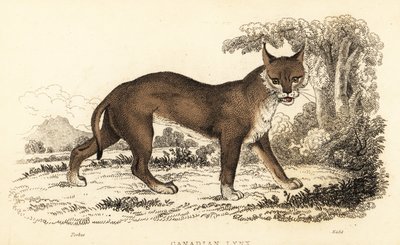 الوشق الكندي ، Lynx canadensis. ، 1834 (نقش) بواسطة وليام الكسندر فوربس