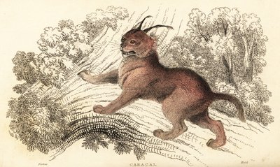كاراكال، كاراكال كاراكال، 1834 (نقش) بواسطة وليام الكسندر فوربس