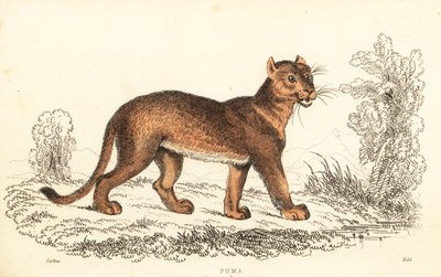 طراز كوغار، لون بوما، 1834 (نقش) بواسطة وليام الكسندر فوربس
