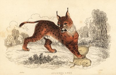 الوشق الأوراسي ، الوشق الوشق ، 1834 (نقش) بواسطة وليام الكسندر فوربس