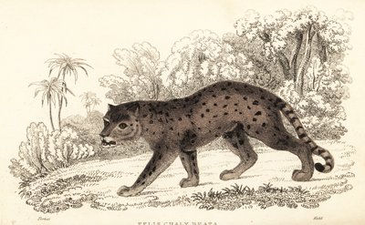 جاكواراندي ، بوما يحترم. ، 1834 (نجرافينج) بواسطة وليام الكسندر فوربس