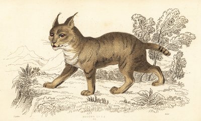 قطة الغابة ، فيليس تشاوس. ، 1834 (نقش) بواسطة وليام الكسندر فوربس