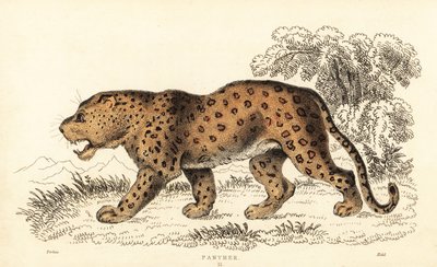 ليوبارد ، Panthera pardus ، ضعيف ، 1834 (نقش) بواسطة وليام الكسندر فوربس