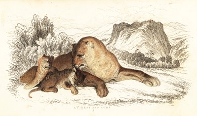 اللبؤة والأشبال ، ليو بانثيرا ، 1834 (نقش) بواسطة وليام الكسندر فوربس