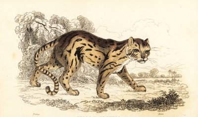 مارجاي ، علم ليوبارد. ، 1834 (نقش) بواسطة وليام الكسندر فوربس