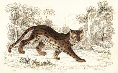 مارغاي ، Leopardus wiedii catenata. ، 1834 (نقش) بواسطة وليام الكسندر فوربس