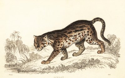 Ocelot ، Leopardus pardalis. ، 1834 (نقش) بواسطة وليام الكسندر فوربس
