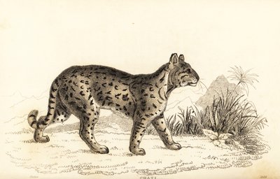 Ocelot ، النمر اللطيف. ، 1834 (نقش) بواسطة وليام الكسندر فوربس