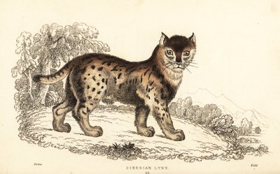 الوشق السيبيري ، الوشق الوشق رانجلي (فيليس الوشق). ، 1834 (نقش) بواسطة وليام الكسندر فوربس