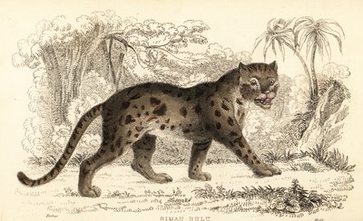 قط النمر سوندا ، Prionailurus bengalensis subsp. سومطرة. ، 1834 (نقش) بواسطة وليام الكسندر فوربس