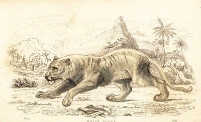 النمر الأبيض ، النمر دجلة النمر. المهددة بالخطر. ، 1834 (نقش) بواسطة وليام الكسندر فوربس
