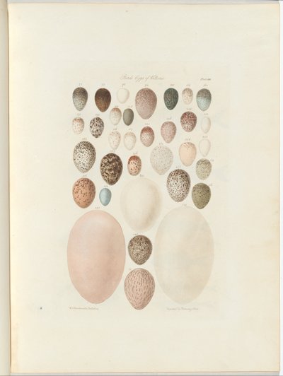 بيض الطيور في فيكتوريا ، الصحيفة غير المنشورة Australia Terra Cognita بقلم ويليام بلاندوفسكي. 1855-56 بواسطة William Blandowski