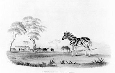 Equus burchelli ، أو حمار وحشي Burchell ، من "صور للعبة والحيوانات البرية في جنوب إفريقيا" نقشها فرانك هوارد ، 1840 بواسطة وليام كورنواليس هاريس