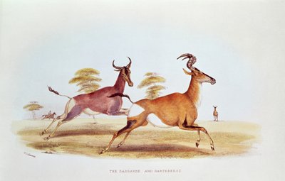 The Sassaybe and the Hartebeest ، توضيح من "Wild Sports of South Africa" ، بقلم دبليو سي هاريس ، ١٨٤١ بواسطة وليام كورنواليس هاريس