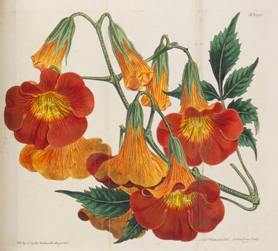 المجلة النباتية ، 1787-1833. بواسطة وليام كيرتس