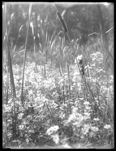 لقطة قريبة من cattails في Reliance Woods ، c.1912 بواسطة وليام ديفيس هاسلر