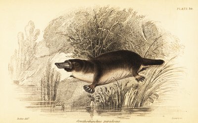 خلد الماء ، Ornithorhynchus anatinus. ، 1841 (نقش) بواسطة وليام ديكس