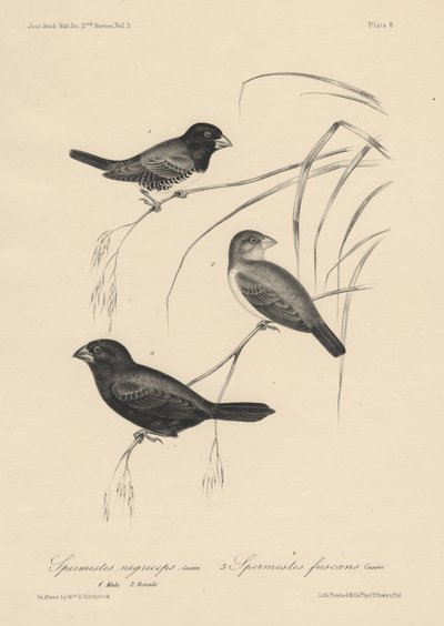 الحيوانات المنوية Nigriceps (الذكور والإناث) و Spermestes Fuscans ، litho بواسطة JT Bowen ، 1850 بواسطة وليام إي. هيتشكوك