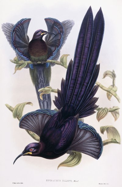 Epimachus Ellioti، Ward، c.1891-1898 بواسطة وليام هارت