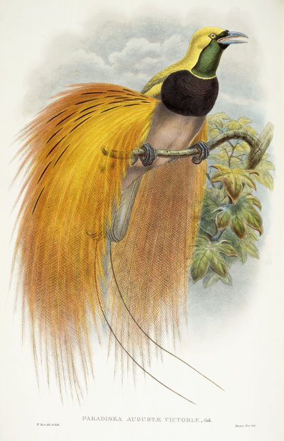 باراديسيا أوغستا فيكتوريا ، 1891-1898 بواسطة وليام هارت