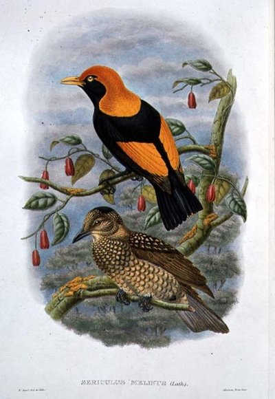 Sericulus Melinus (لون ليثو) بواسطة وليام هارت