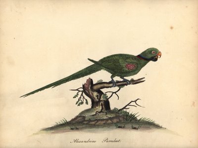ببغاء الكسندرين ، Psittacula eupatria. (Psittacus alexandri) نقش على لوح نحاسي ملون يدويًا لرسم إيضاحي لويليام هايز من بورتريهات الطيور النادرة والفضولية من حديقة أوسترلي بارك. بواسطة وليام هايز