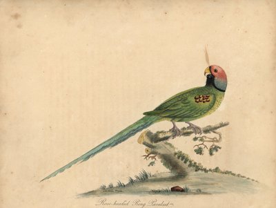 الببغاء ذو الرأس الزهري، Psittacula roseata. (الببغاء الدائري ذو الرأس الوردي) نقش نحاسي ملون يدويًا لرسم توضيحي لوليام هايز وابنته ماتيلدا هايز من صور ويليام هايز للطيور النادرة والفضولية من حديقة الحيوانات في أوست بواسطة وليام هايز