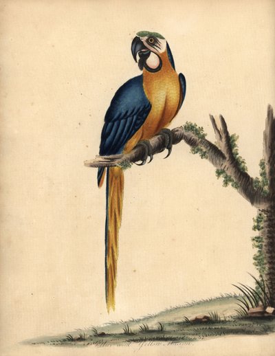 الببغاء الأزرق والأصفر ، آرا أراراونا. (الببغاء الأزرق والأصفر ، Psittacus ararauna) نقش على لوح نحاسي ملون يدويًا لرسم إيضاحي بقلم ويليام هايز من بورتريهات الطيور النادرة والفضولية من حديقة أوسترلي بارك ، لندن: بولمر بواسطة وليام هايز