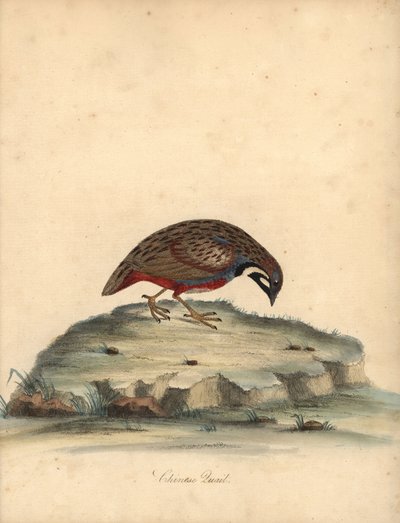 السمان الأزرق الصدر ، Coturnix chinensis. (السمان الصيني ، Tetrao chinensis) نقش على لوح نحاسي ملون يدويًا لرسم إيضاحي لويليام هايز من بورتريهات الطيور النادرة والفضولية من حديقة أوسترلي بارك ، لندن: بولمر بواسطة وليام هايز