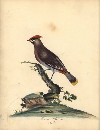 الشمع البوهيمي ، بومبييلا جارولوس. (Waxen ثرثرة ، Ampelis Garrulus) نقش على لوح نحاسي ملون يدويًا لرسم إيضاحي لـ A (Ann) Hayes من لوحات ويليام هايز لطيور نادرة وفضولية من حديقة أوسترلي بارك ، لندن: بولمر بواسطة وليام هايز