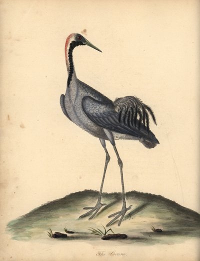 رافعة عامة ، Grus grus. (Ardea grus) نقش على لوح نحاسي ملون يدويًا لرسم إيضاحي رسمه ويليام هايز من بورتريهات لطيور نادرة وفضولية من حديقة أوسترلي بارك. بواسطة وليام هايز