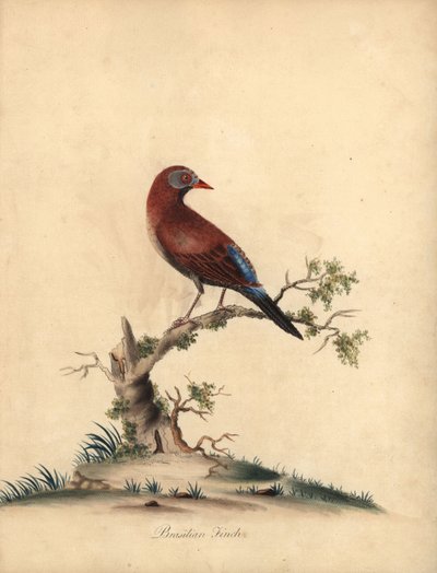 غرينادير الشائع ، Uraeginthus granatinus ، موطنه إفريقيا. (عصفور برازيلي ، Fringilla granatina) نقش على لوح نحاسي ملون يدويًا لرسم إيضاحي من قبل William Hayes من Portraits of Rare and Curious Birds من Menagery of Osterly Park ، لندن: Bu بواسطة وليام هايز