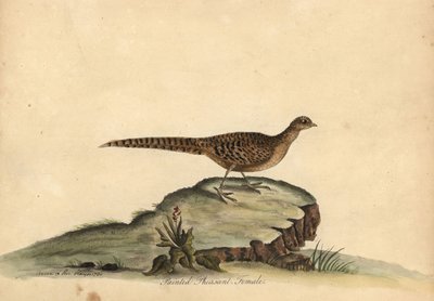 الدراج الذهبي أو الصيني، Chrysolophus pictus، أنثى. (طائر الدراج الملون، Phasianus pictus) نقش نحاسي ملون يدويًا لرسم توضيحي لآن وإيميلي هايز من صور ويليام هايز للطيور النادرة والغريبة من حديقة الحيوانات في أوسترلي بواسطة وليام هايز
