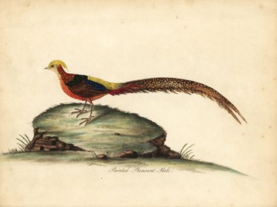 الدراج الذهبي أو الصيني ، Chrysolophus pictus ، ذكر. (الدراج الملون ، Phasianus pictus) نقش على لوح نحاسي ملون يدويًا لرسم من قبل ويليام هايز من بورتريهات الطيور النادرة والفضولية من حديقة أوسترلي بارك ، لندن: بولمر بواسطة وليام هايز
