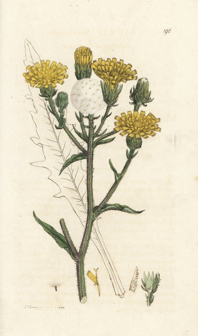 Hawkweed ox-tongue ، Picris hieracioides. نقش على لوح نحاسي ملون يدويًا بواسطة James Sowerby من James Smith