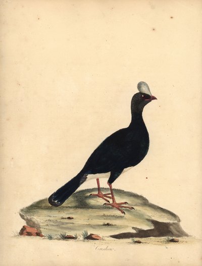 currasow ذو القرون ، Pauxi unicornis. المهددة بالخطر. (كوشيو ، كراكس باوكسي). نقش على لوح نحاسي ملون يدويًا لرسم إيضاحي بقلم ويليام هايز من بورتريهات لطيور نادرة وفضولية من حديقة أوسترلي بارك (لندن: بولمر بواسطة وليام هايز