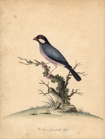 جافا سبارو ، لونشورا أوريزيفورا. مُعَرَّض. (Java grosbeak، Loxea oryxivora) نقش على لوح نحاسي ملون يدويًا لرسم إيضاحي بقلم ويليام هايز من بورتريهات الطيور النادرة والفضولية من حديقة أوسترلي بارك ، لندن: بولمر بواسطة وليام هايز