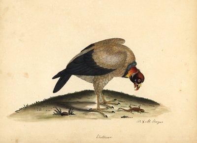 نسر الملك ، Sarcoramphus papa (Vultur papa). نقش على لوح نحاسي ملون يدويًا لرسم إيضاحي رسمه ويليام هايز وابنته إم (ماتيلدا) من بورتريهات الطيور النادرة والفضولية من حديقة أوسترلي بارك. بواسطة وليام هايز