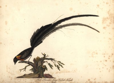 جنة طويلة الذيل، فيدوا باراديسيا، ذكر. (عصفور طويل الذيل أحمر الصدر، Emberiza paradiseaa) نقش نحاسي ملون يدويًا لرسم توضيحي لويليام هايز من صور الطيور النادرة والفضولية من حديقة الحيوانات في أوسترلي بارك، لو بواسطة وليام هايز