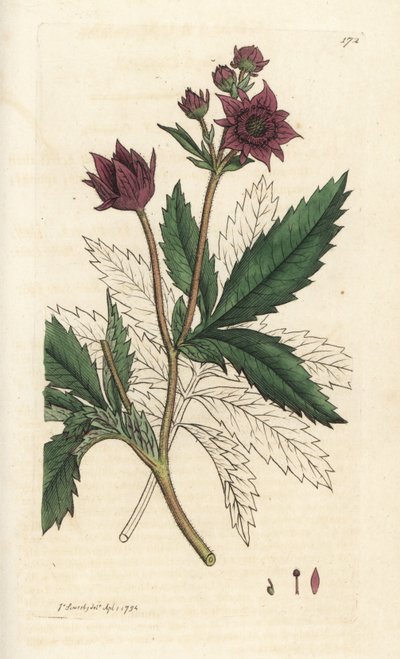 مستنقعات Marsh ذات القرنفل ، مستنقع قماروم. نقش على لوح نحاسي ملون يدويًا بواسطة James Sowerby من James Smith