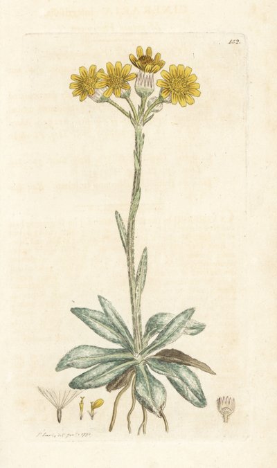 نبات البرغوث الجبلي ، Tephroseris Integreifolia (Cineraria Integrifolia). نقش على لوح نحاسي ملون يدويًا بواسطة James Sowerby من James Smith