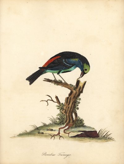 طائر الجنة ، Tangara chilensis. (تاناغرا تاتاو) نقش على لوح نحاسي ملون يدويًا لرسم إيضاحي رسمه ويليام هايز من بورتريهات لطيور نادرة وفضولية من حديقة أوسترلي بارك (لندن: بولمر) بواسطة وليام هايز