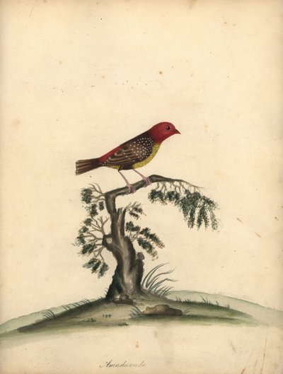 أفادافات الأحمر ، أماندافا أماندافا. (Amaduvade ، Fringilla amandava) نقش على لوح نحاسي ملون يدويًا لرسم إيضاحي رسمه ويليام هايز من بورتريهات الطيور النادرة والفضولية من حديقة أوسترلي بارك. بواسطة وليام هايز
