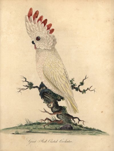 كوكاتو السلمون أو الملوك ، Cacatua moluccensis. (الببغاء الأحمر الكبير المتوج) ضعيف. نقش على لوح نحاسي ملون يدويًا لرسم إيضاحي رسمه ويليام هايز من بورتريهات لطيور نادرة وفضولية من حديقة أوسترلي بارك (لندن: Bu بواسطة وليام هايز
