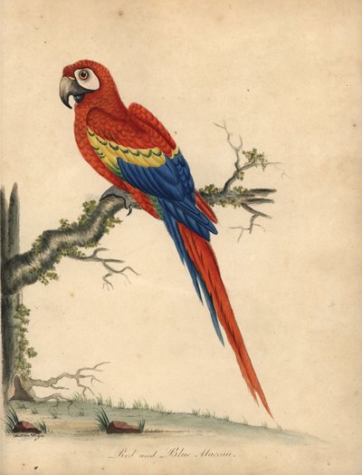 الببغاء القرمزي ، آرا ماكاو. (الببغاء الأحمر والأزرق ، Psittacus macao) نقش على لوح نحاسي ملون يدويًا لرسم إيضاحي لويليام هايز وابنته ماتيلدا من لوحات ويليام هايز لطيور نادرة وفضولية من حديقة أوسترلي بارك (لوند) بواسطة وليام هايز