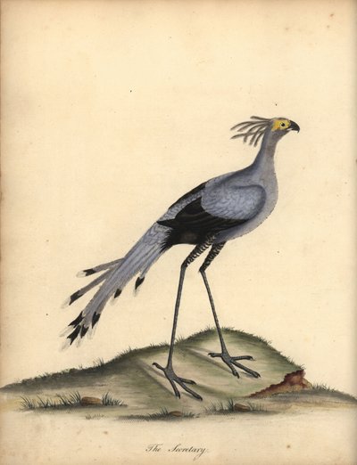 الأمين الطائر ، القوس الثعبان. مُعَرَّض. (Falco Serpentarius) نقش على لوح نحاسي ملون يدويًا لرسم إيضاحي رسمه ويليام هايز من بورتريهات الطيور النادرة والفضولية من حديقة أوسترلي بارك. بواسطة وليام هايز